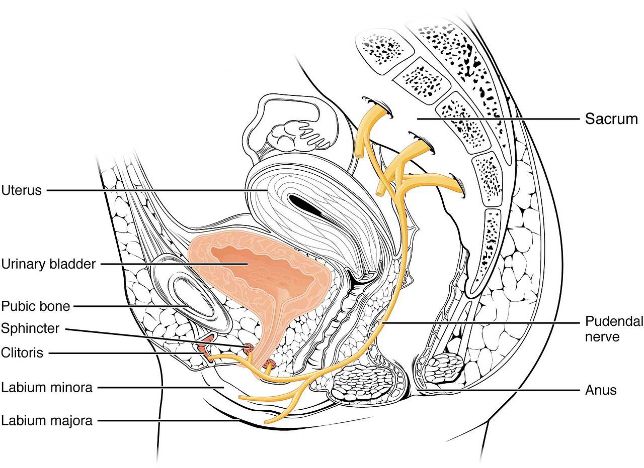 Anatomie : nerfs innervant le système urinaire